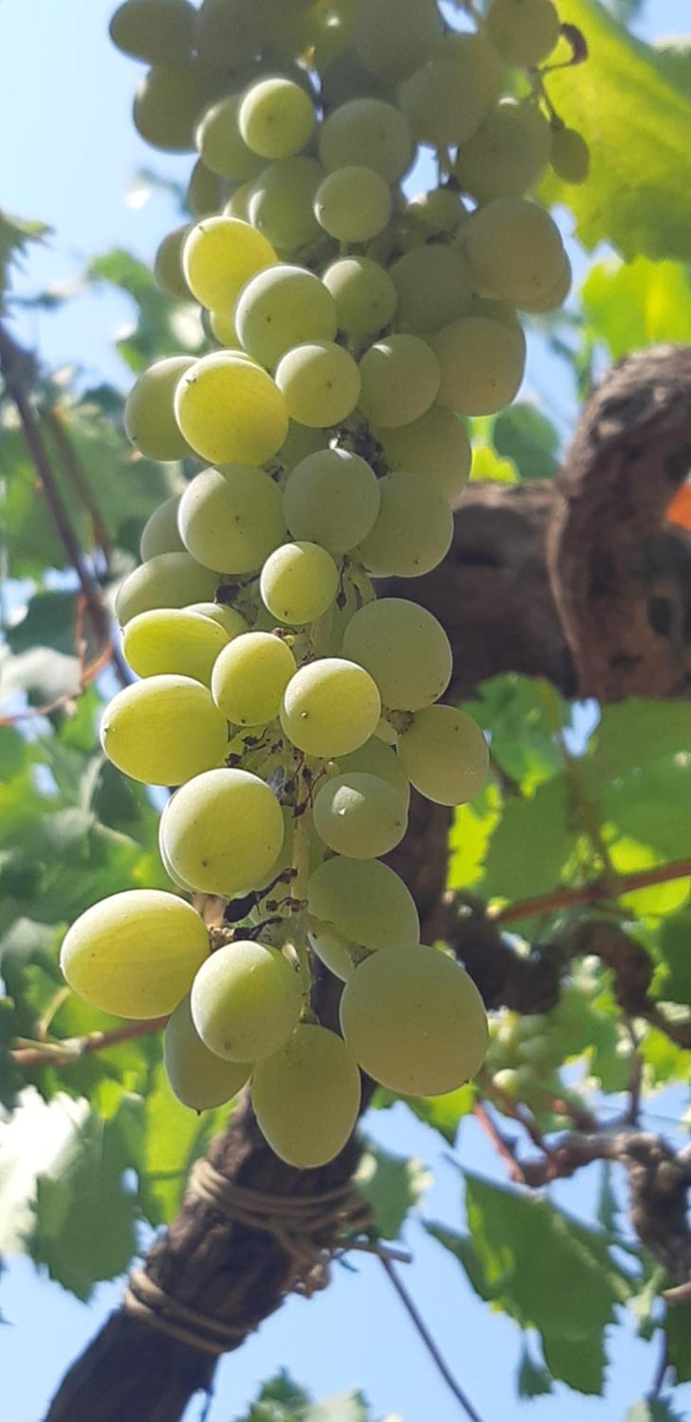 Valle D'Itria Trulli E Alcova Mikael 奇斯泰尼诺 外观 照片