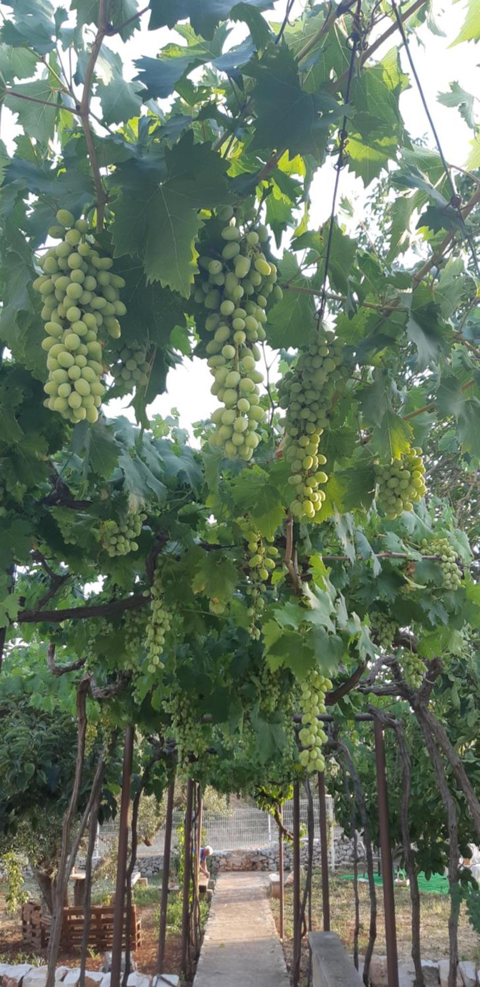Valle D'Itria Trulli E Alcova Mikael 奇斯泰尼诺 外观 照片