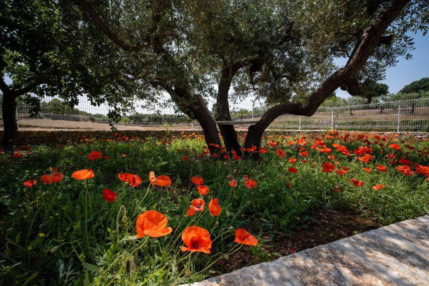 Valle D'Itria Trulli E Alcova Mikael 奇斯泰尼诺 外观 照片